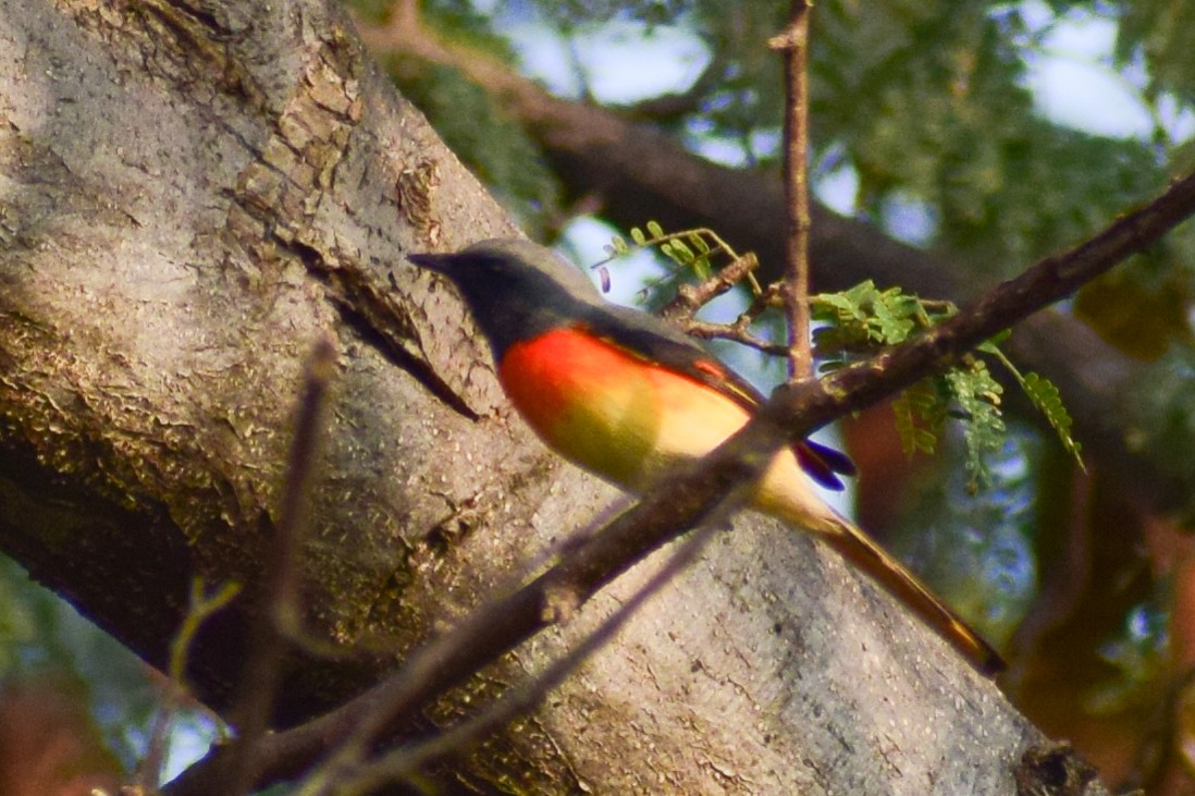 Zwergmennigvogel - ML644923903