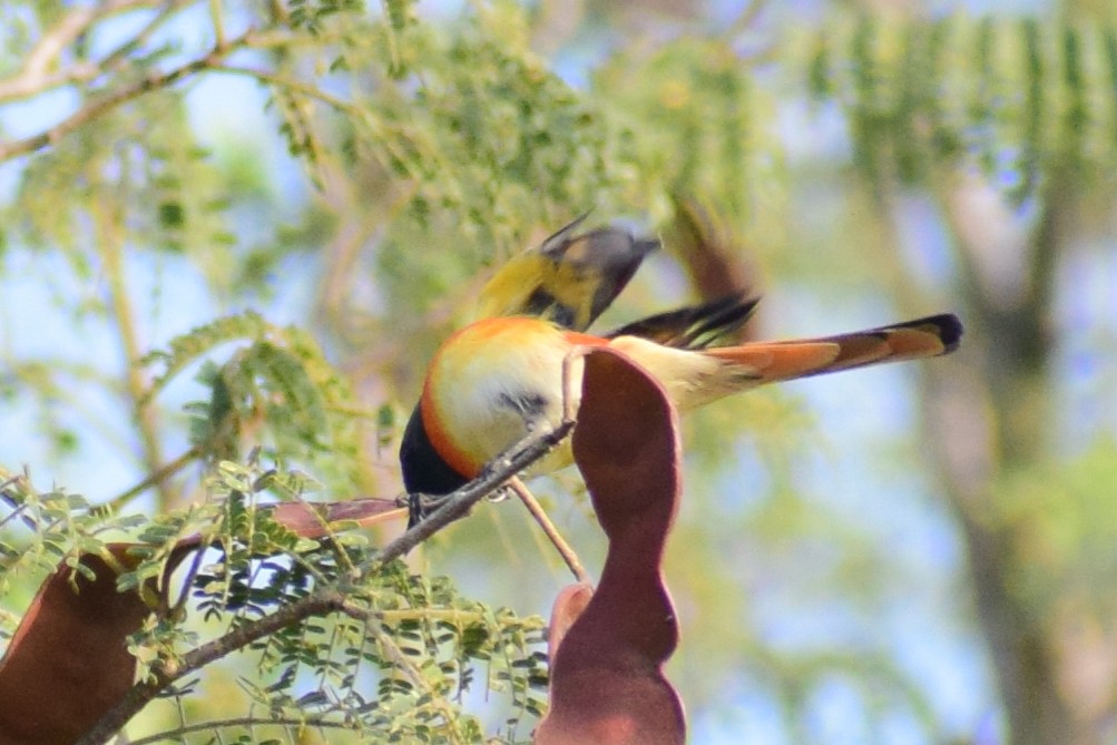 Zwergmennigvogel - ML644923904