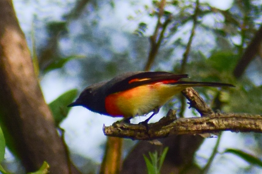 Zwergmennigvogel - ML644923905