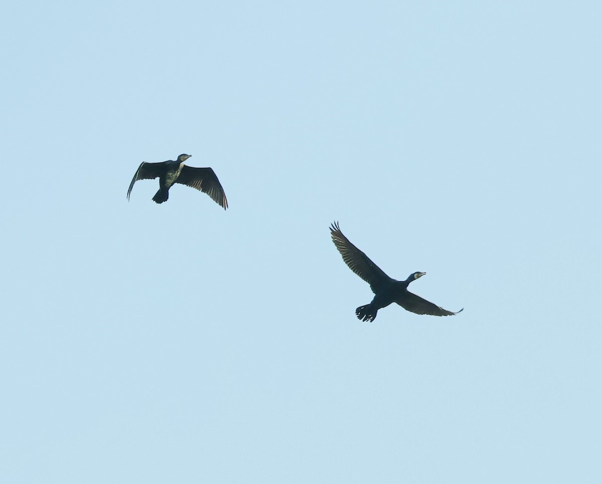 Great Cormorant - ML644923938