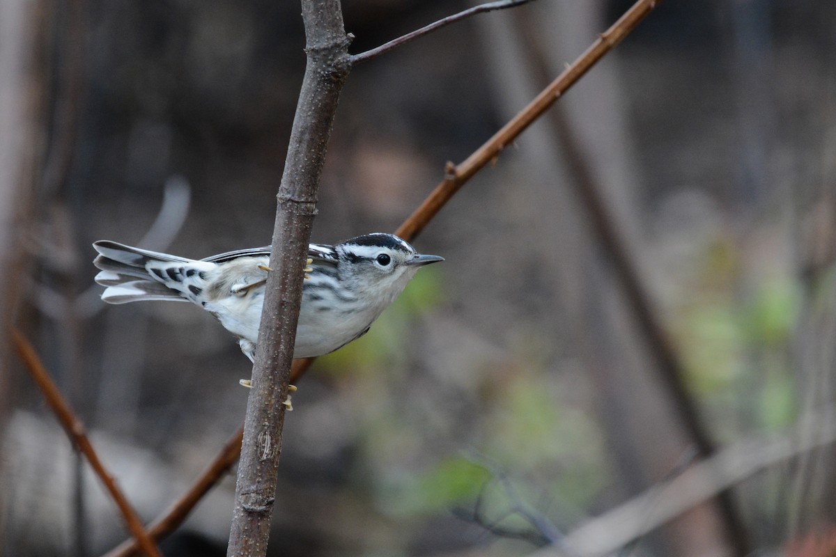Black-and-white Warbler - ML644923940