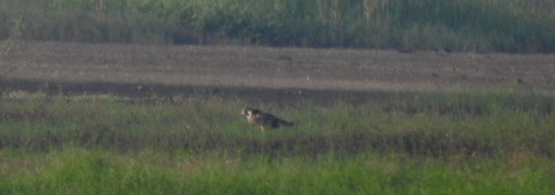 Сапсан (peregrinator) - ML644923948