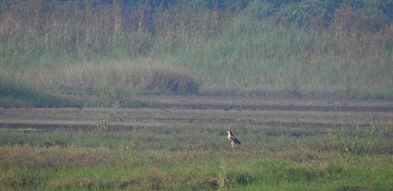 Сапсан (peregrinator) - ML644923949