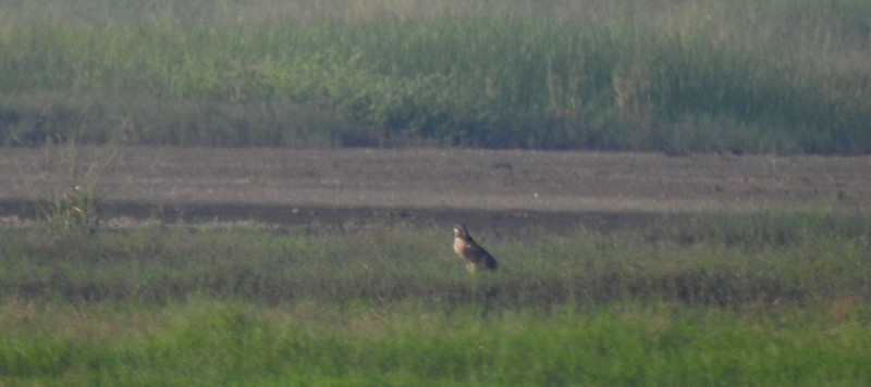 Сапсан (peregrinator) - ML644923950