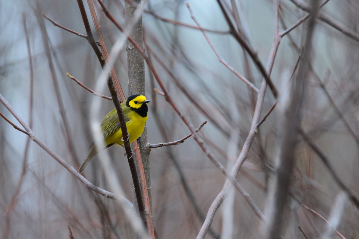 Hooded Warbler - ML644923959