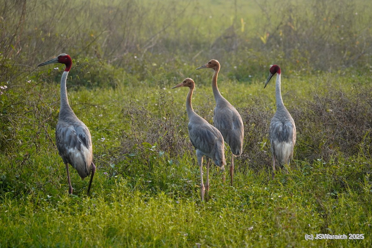 Sarus Crane - ML644923965