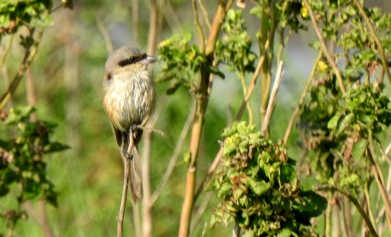 Длиннохвостый сорокопут - ML644923969