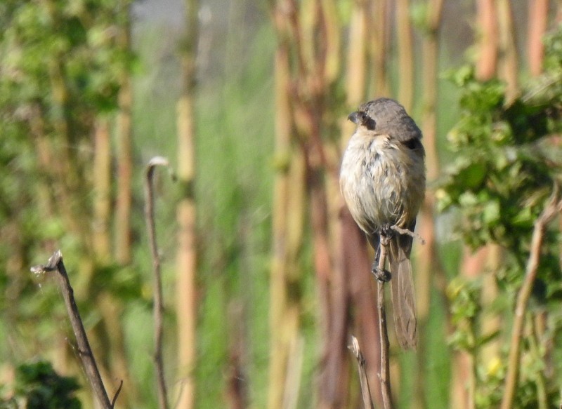 Длиннохвостый сорокопут - ML644923970