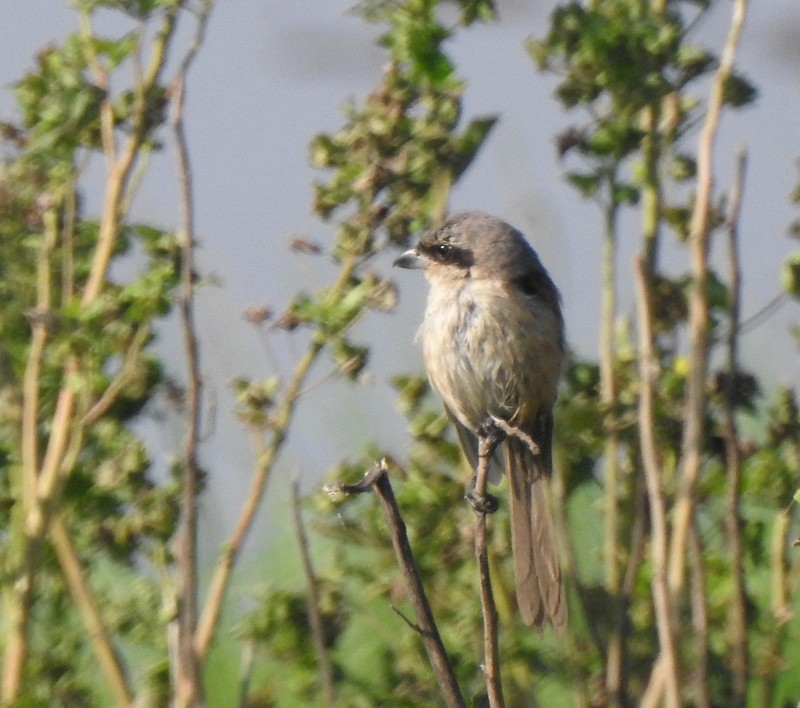 Длиннохвостый сорокопут - ML644923971