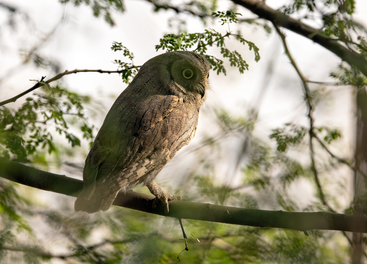 Pallid Scops-Owl - ML644923972