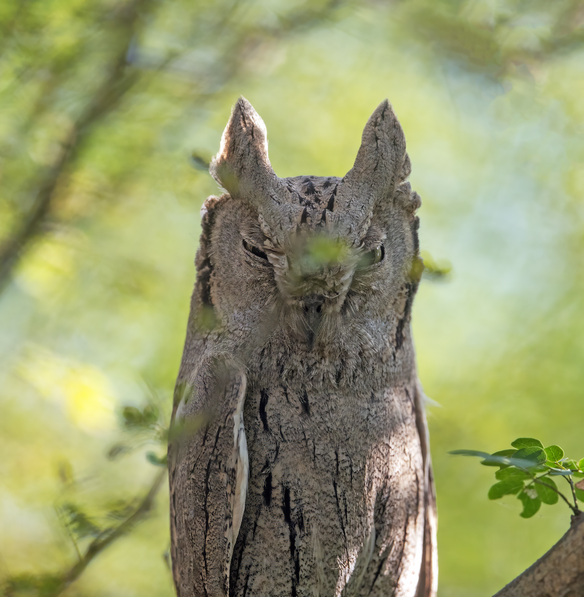 Pallid Scops-Owl - ML644923974