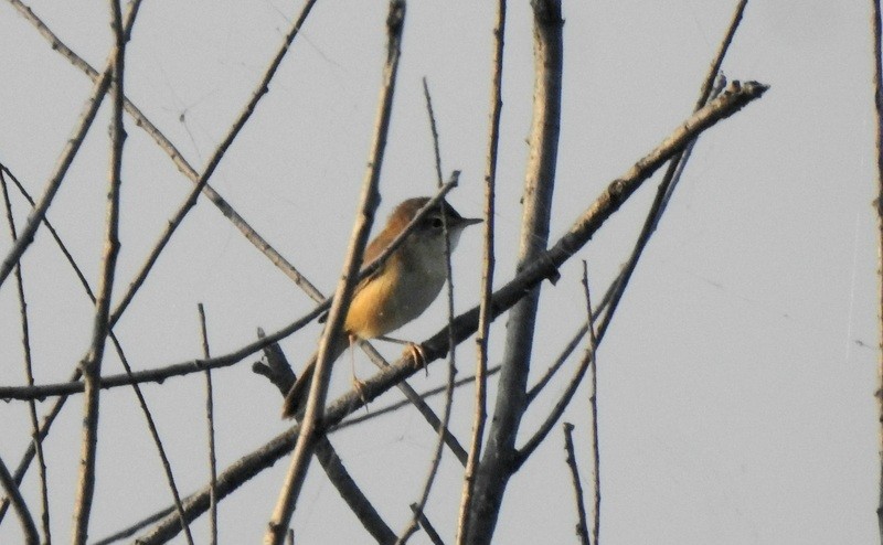 Индийская камышевка - ML644923994