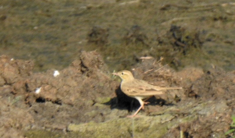 Полевой конёк - ML644924020