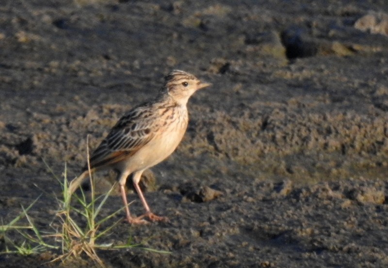 Индийский жаворонок - ML644924036