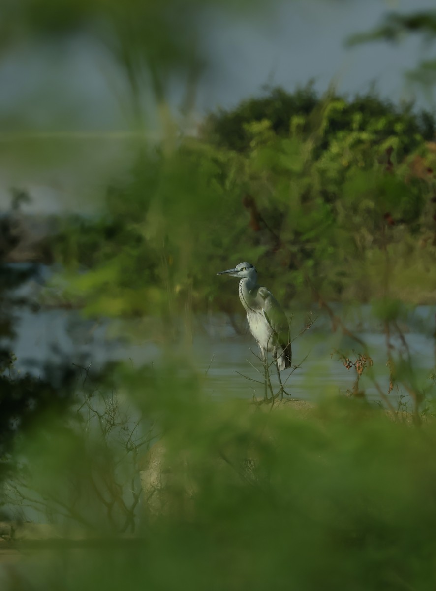 Gray Heron - ML644924039