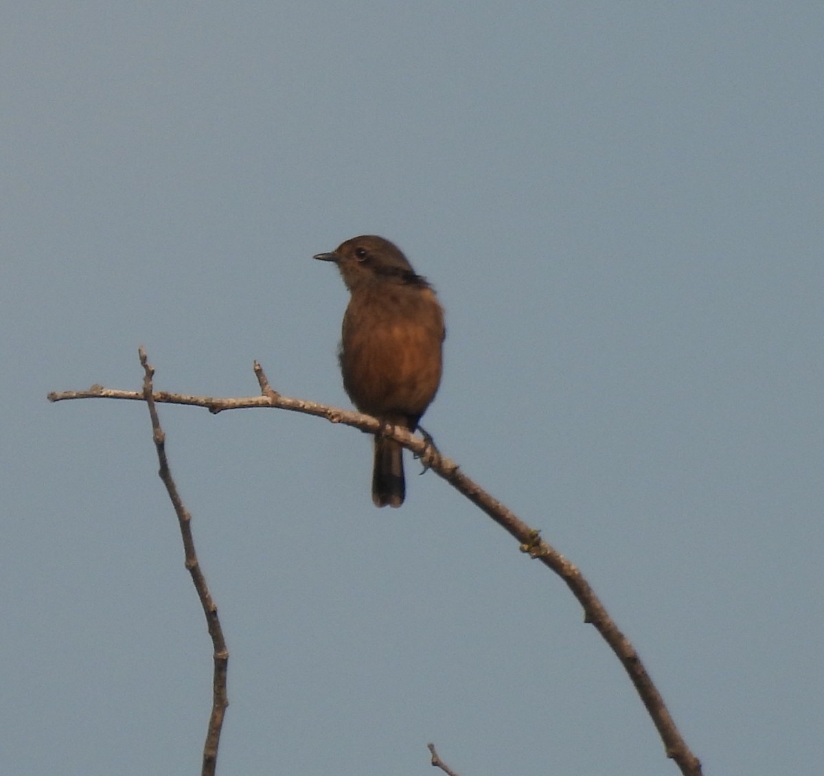 Saltimpalo bianco e nero - ML644924043