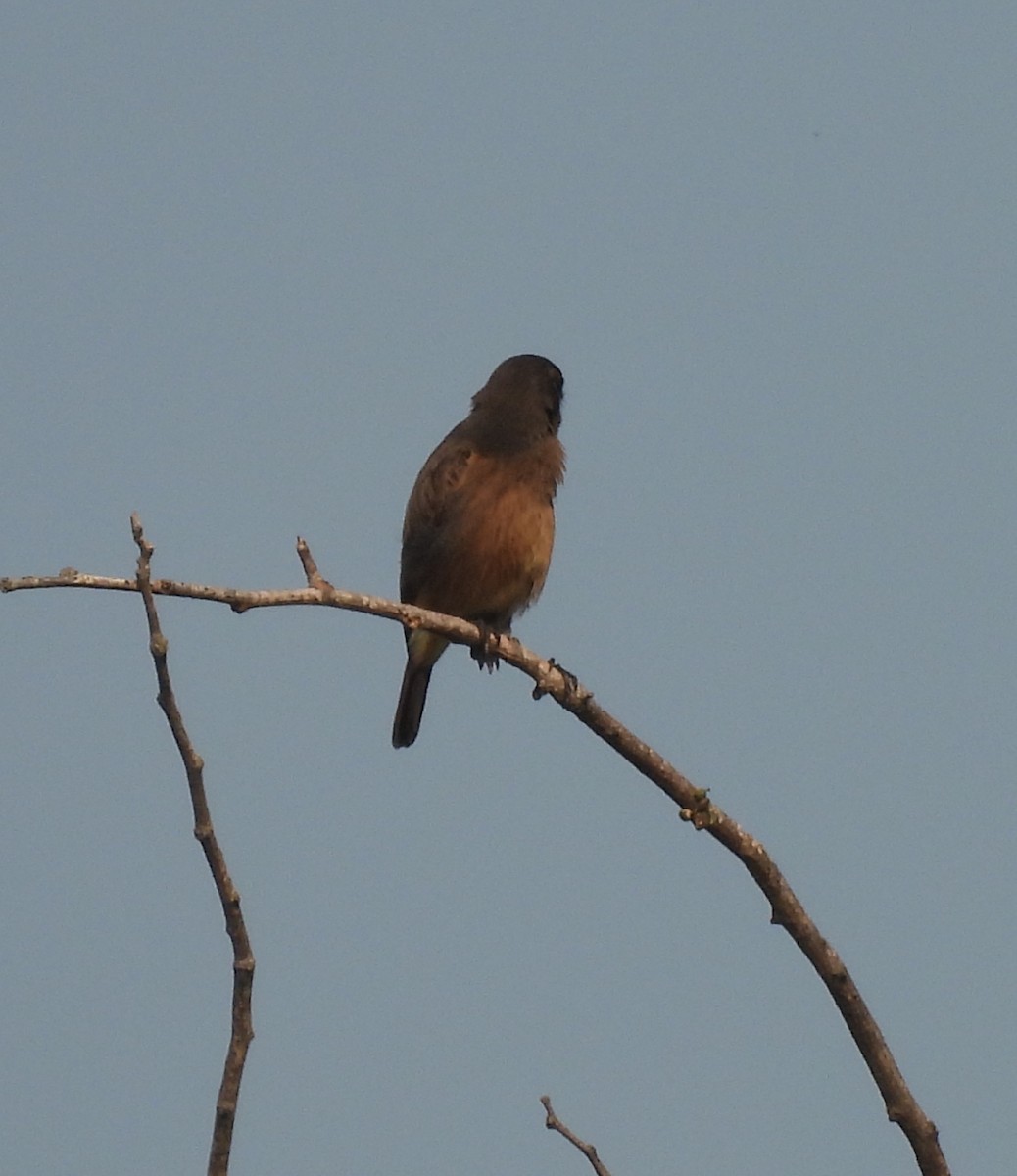 Saltimpalo bianco e nero - ML644924044