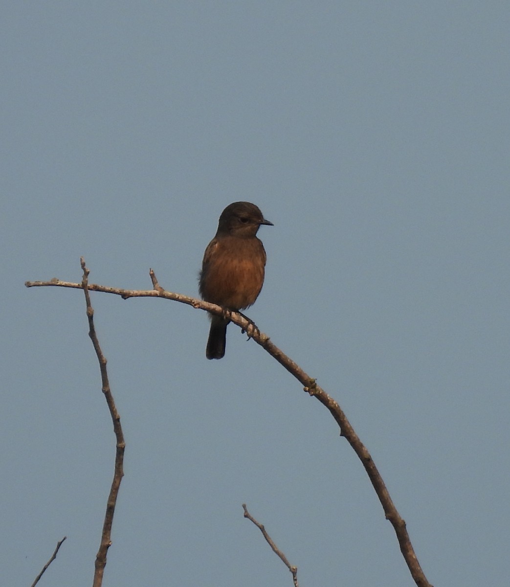 Saltimpalo bianco e nero - ML644924045