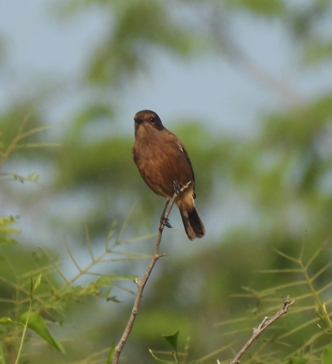 Saltimpalo bianco e nero - ML644924046