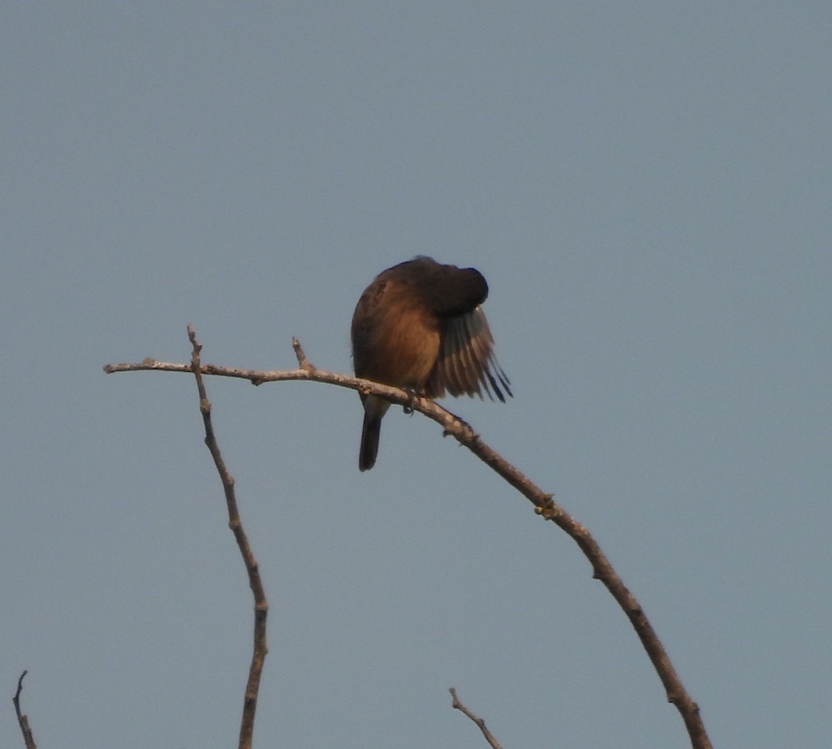 Saltimpalo bianco e nero - ML644924048