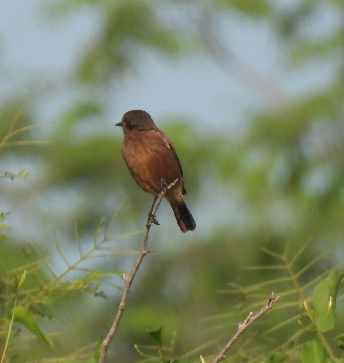 Saltimpalo bianco e nero - ML644924049