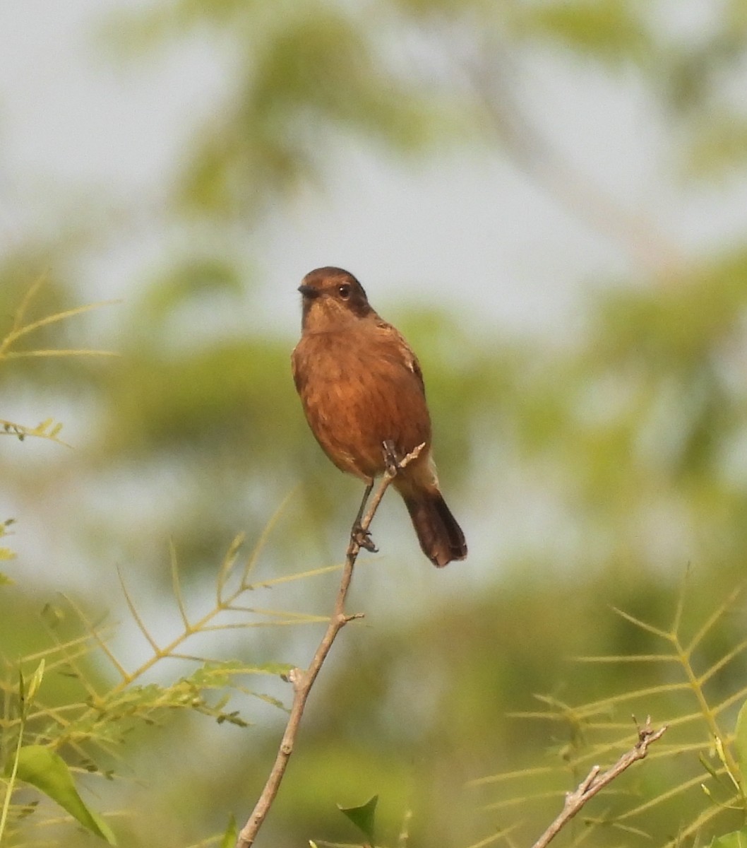 Saltimpalo bianco e nero - ML644924051