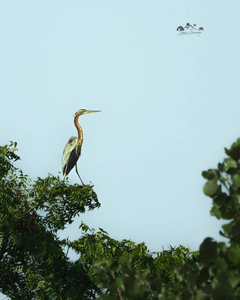 Purple Heron - ML644924054