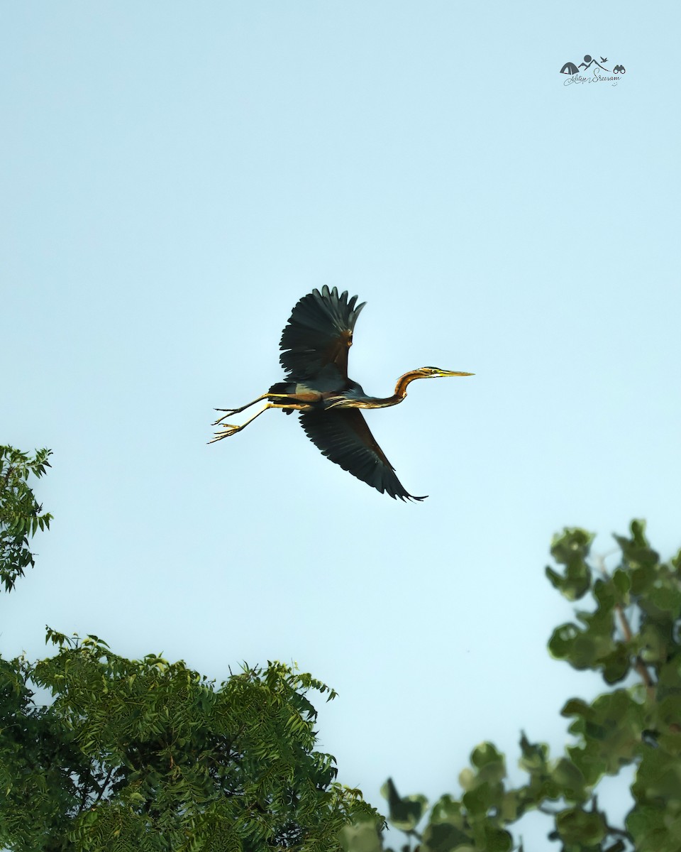 Purple Heron - ML644924055