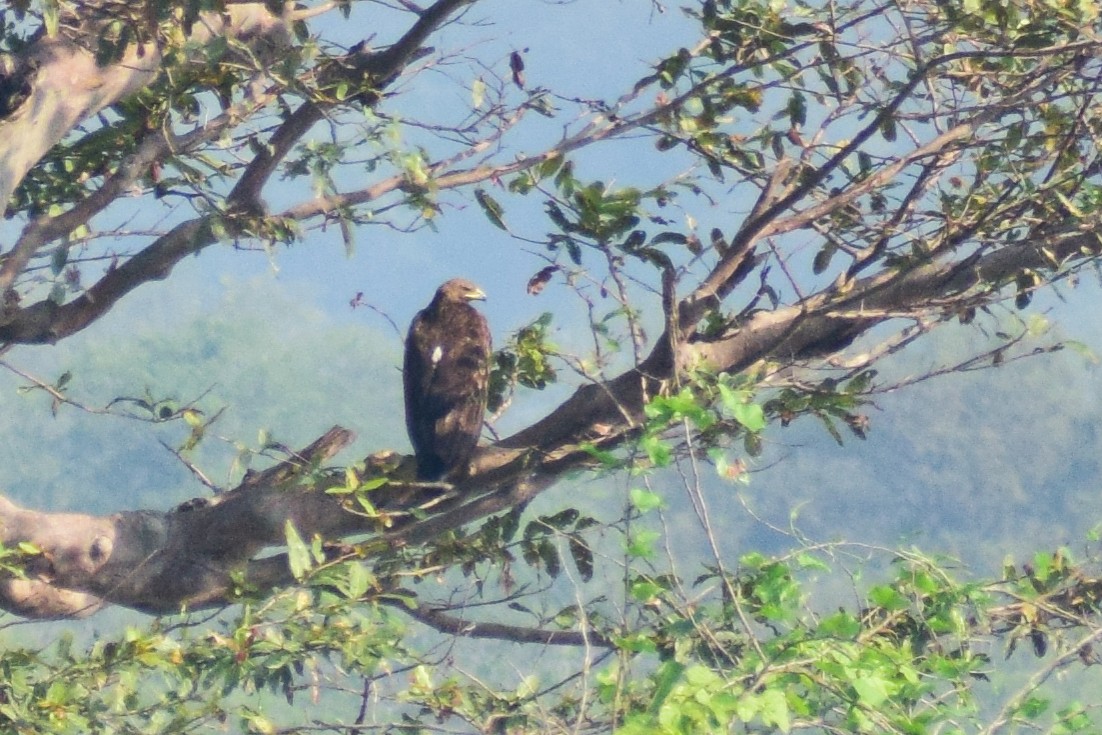 Tawny Eagle - ML644924065