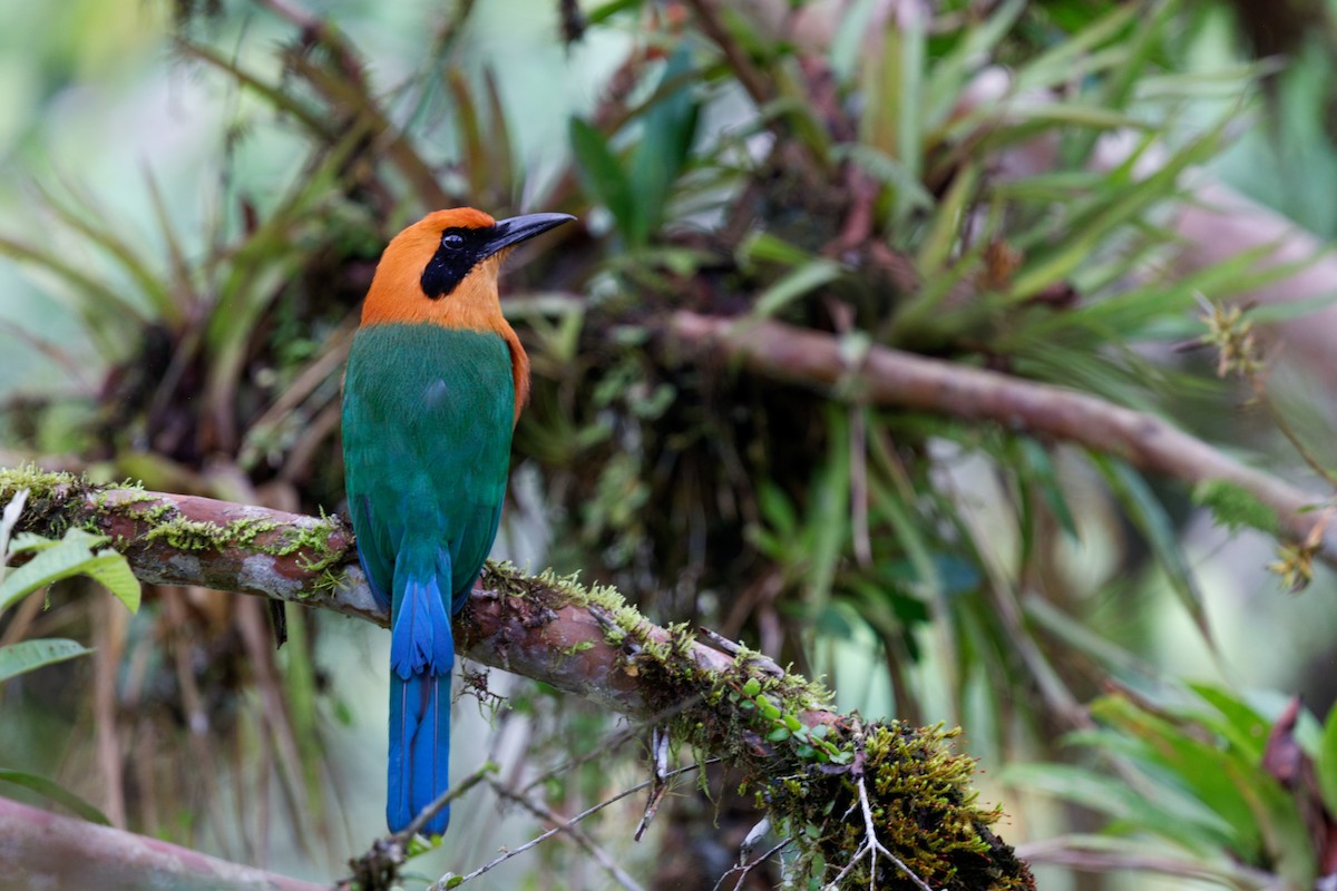 Broad-billed Motmot - ML644924069