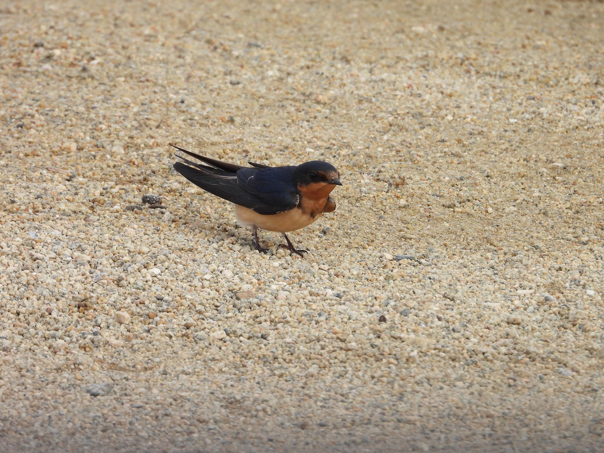 vlaštovka obecná - ML644924074