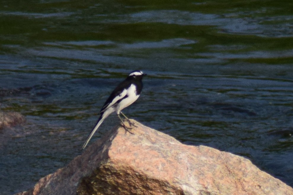 White-browed Wagtail - ML644924088