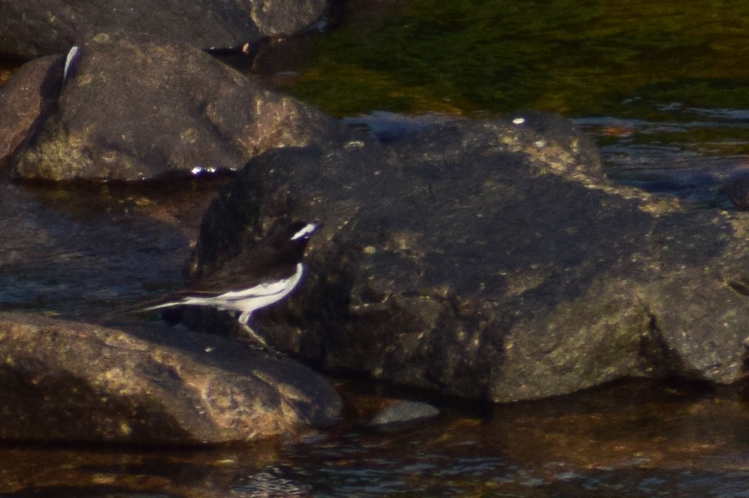 White-browed Wagtail - ML644924089