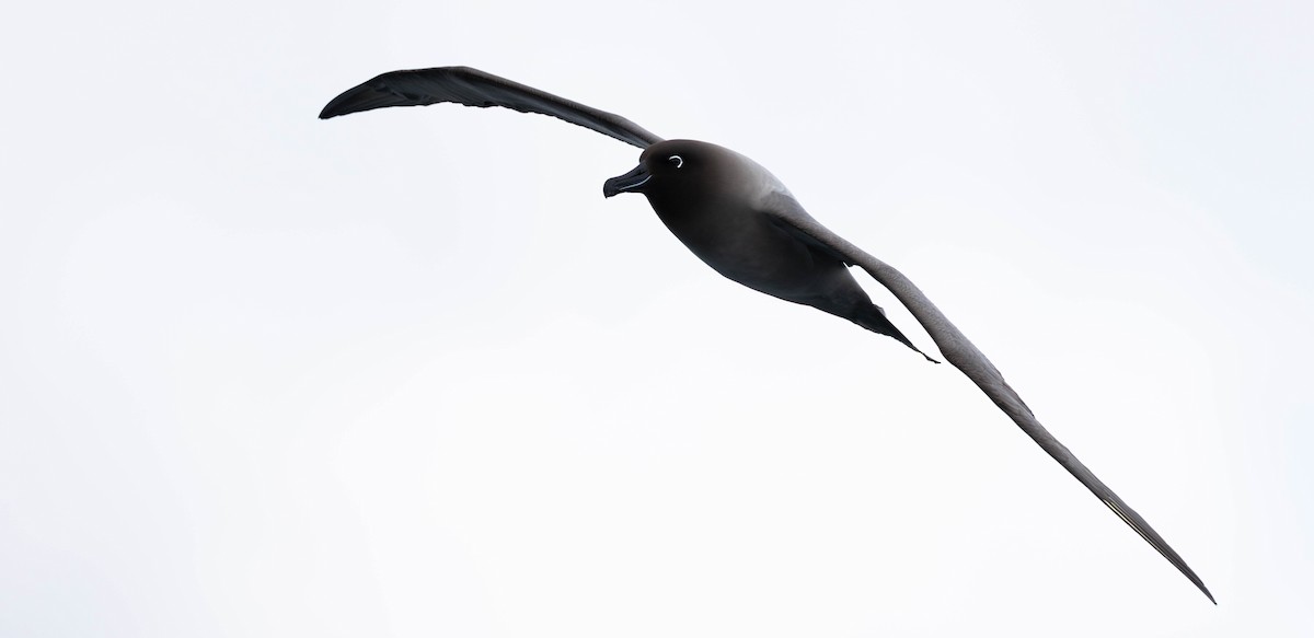 Albatros hauskara - ML644924093