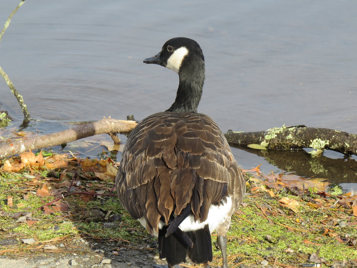 Canada Goose - ML644924112