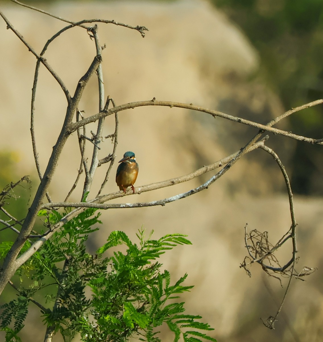Common Kingfisher - ML644924133