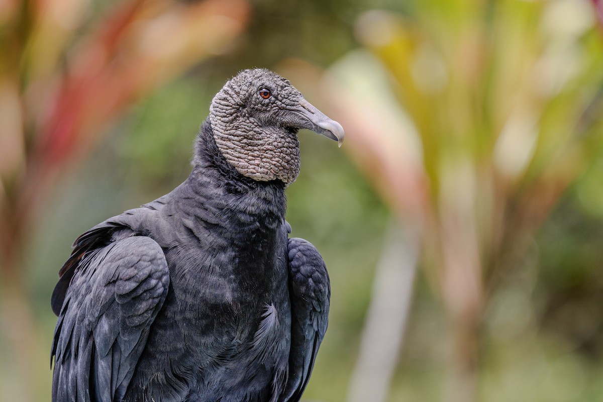 Black Vulture - ML644924134