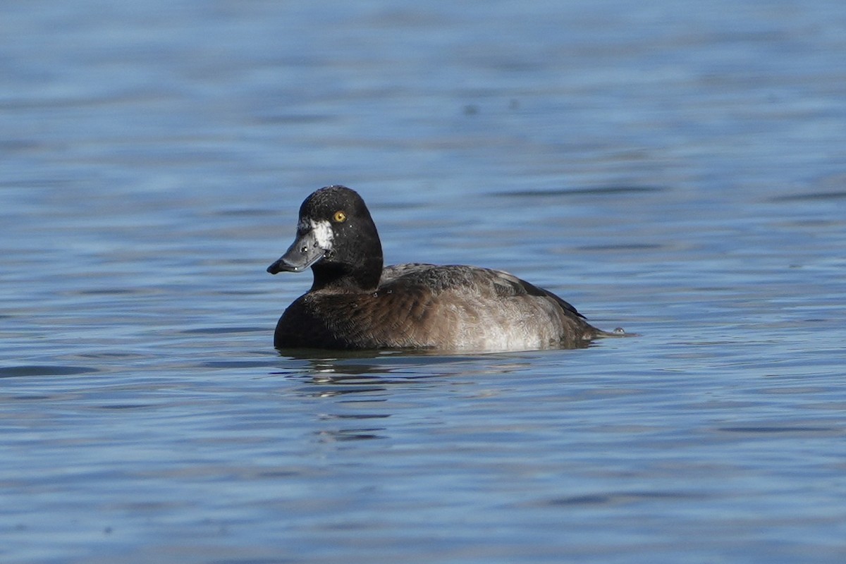 bergand - ML644924141