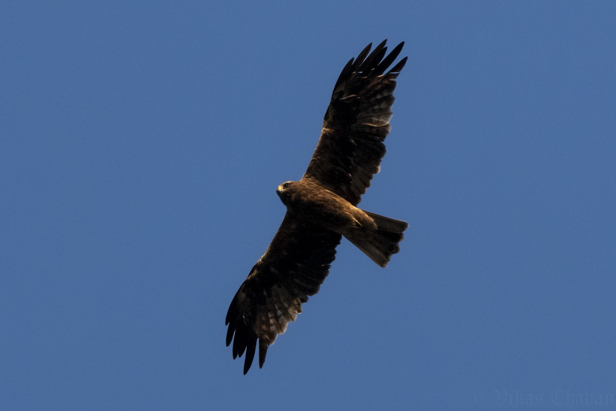 Booted Eagle - ML644924147