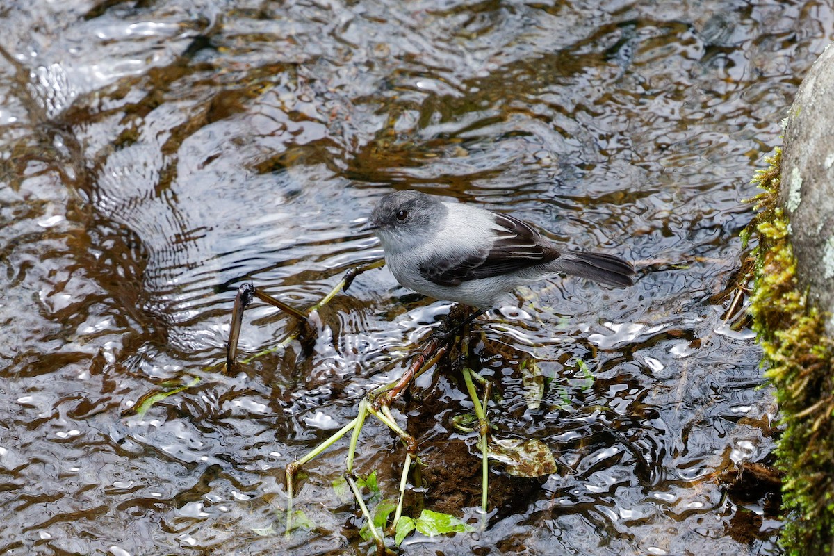 Torrent Tyrannulet - ML644924160