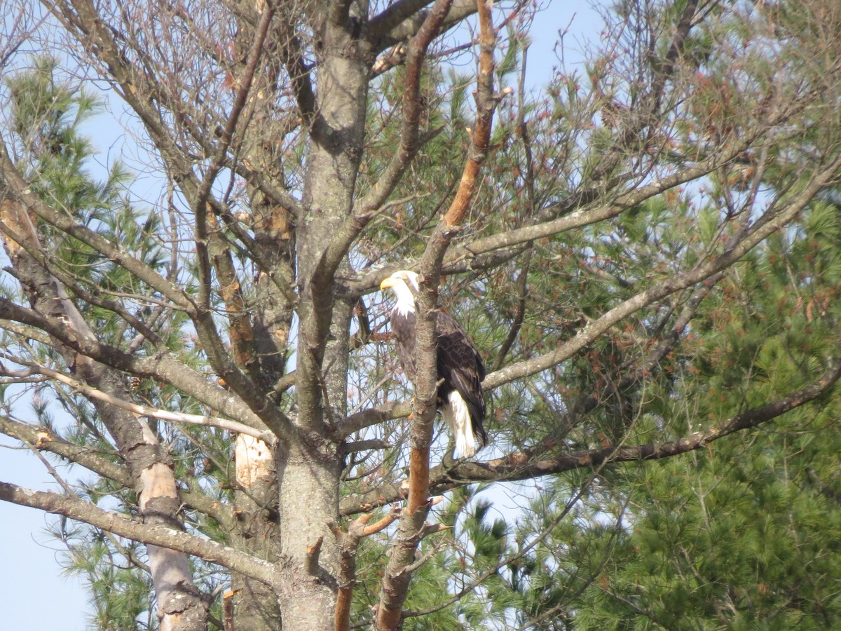 Bald Eagle - ML644924167
