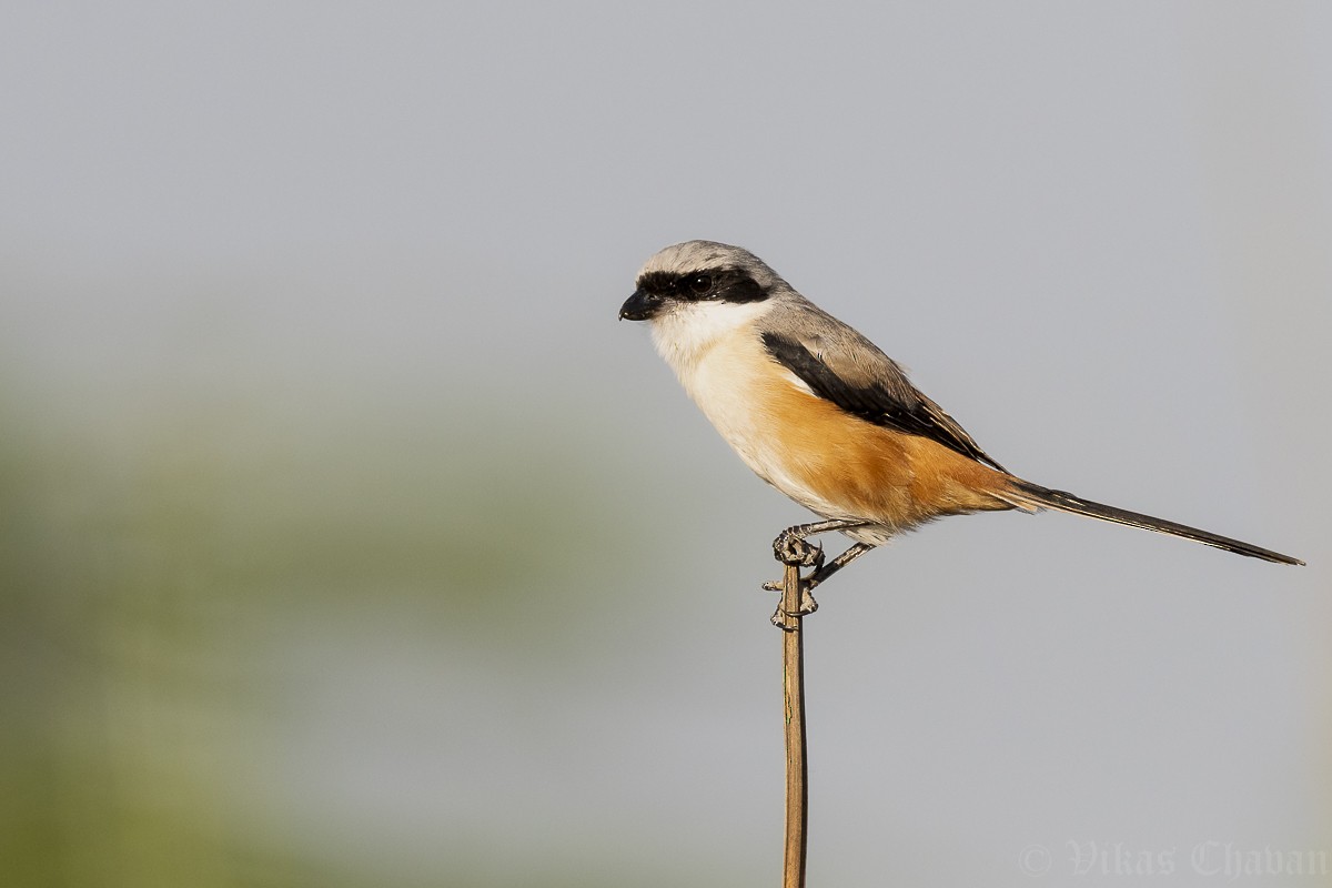 Long-tailed Shrike - ML644924174