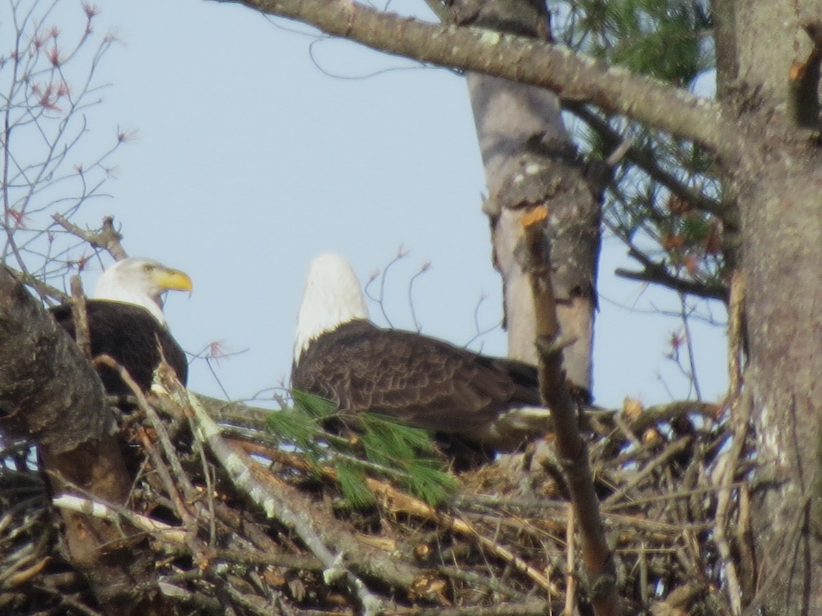 Bald Eagle - ML644924191
