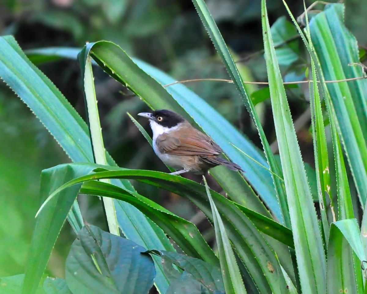 Dark-fronted Babbler - ML644924206
