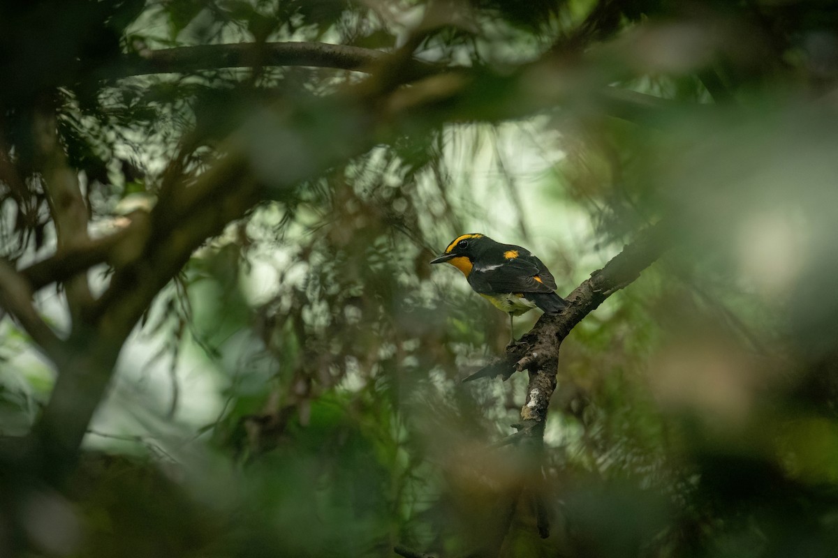 Narzissenschnäpper - ML644924209