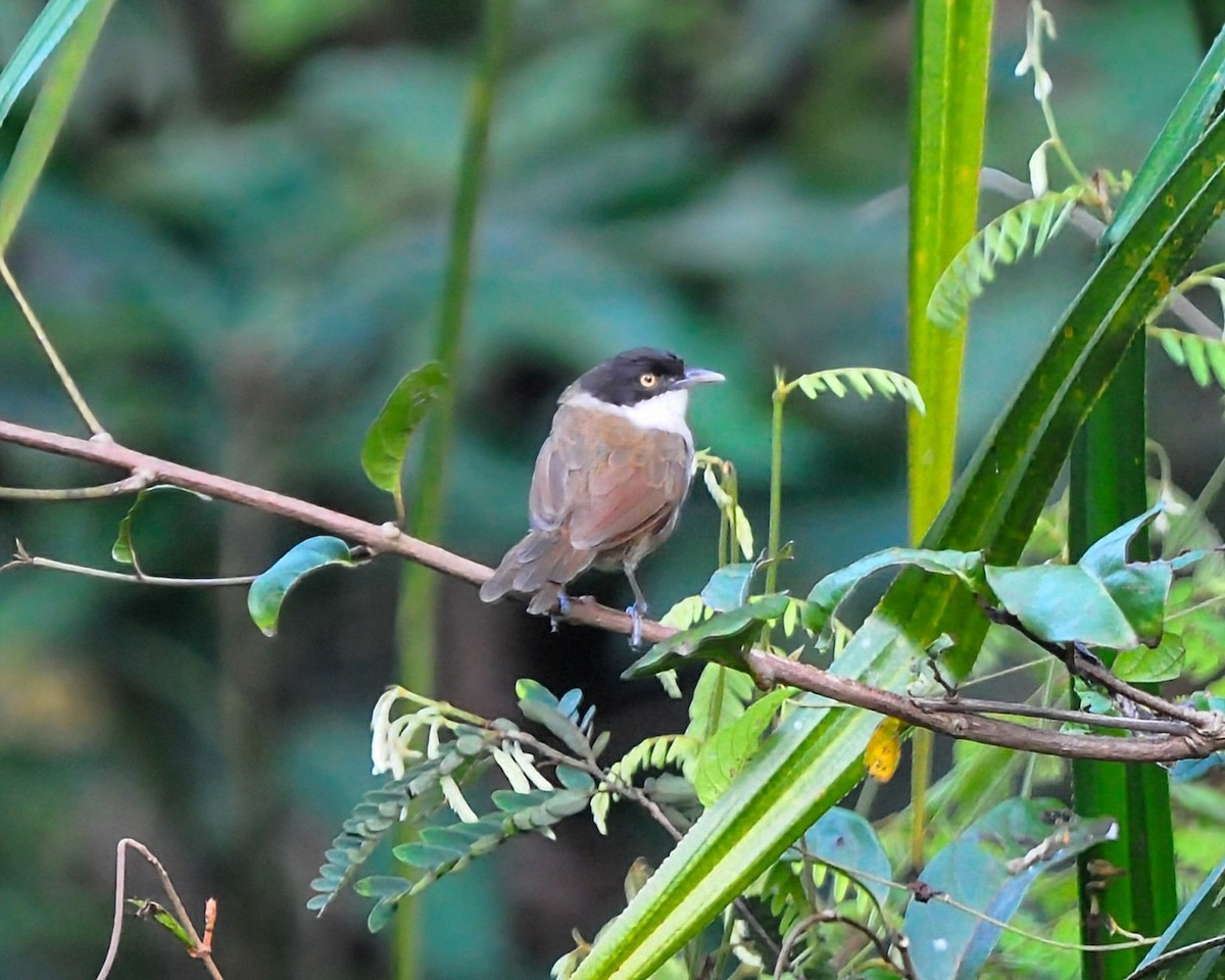 Dark-fronted Babbler - ML644924216