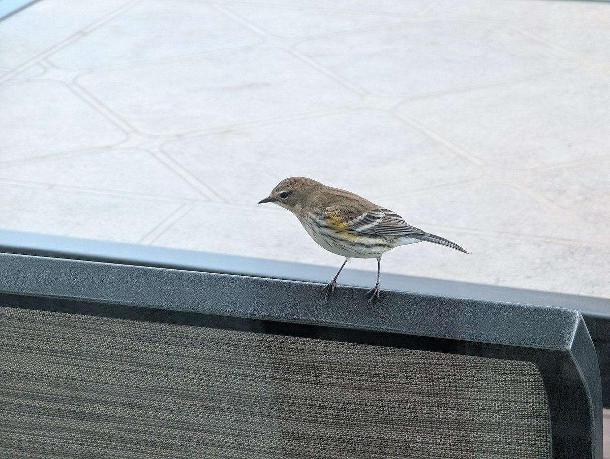 Yellow-rumped Warbler - ML644924221