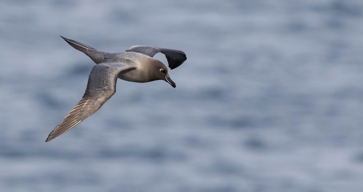 Albatros hauskara - ML644924225