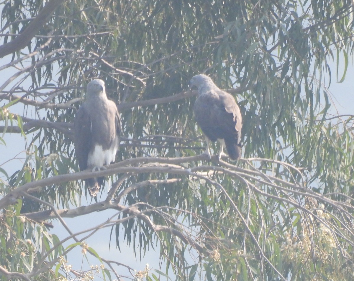 Lesser Fish-Eagle - ML644924227