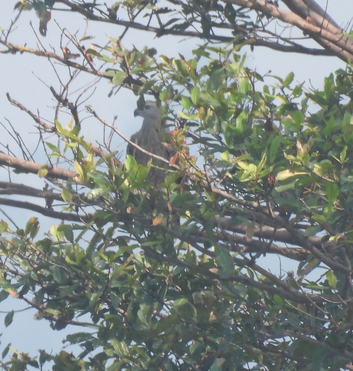 Lesser Fish-Eagle - ML644924228